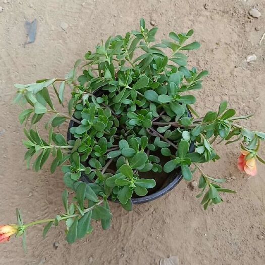 青州市太阳花种子 太阳花