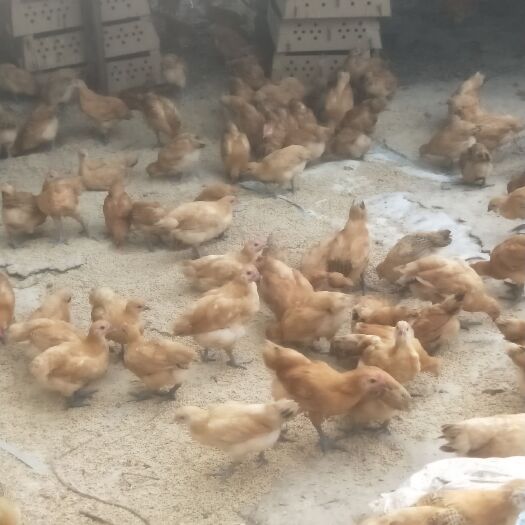 南平土鸡 2斤以下 统货