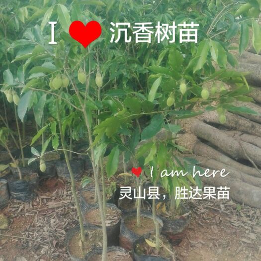灵山县沉香苗 奇楠沉香。