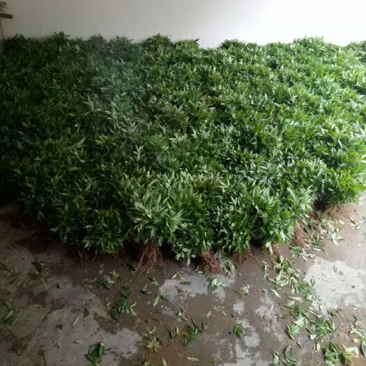 金阳县 九叶青花椒苗