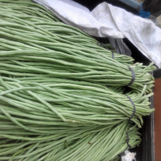 南乐县 豆角品种多  量大长度均匀
