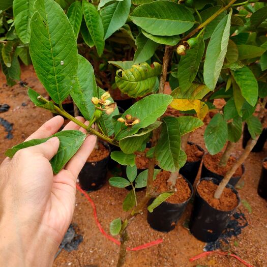 灵山县 四季珍珠番石榴苗西瓜芭乐小叶香番石榴南北方种植当年结果