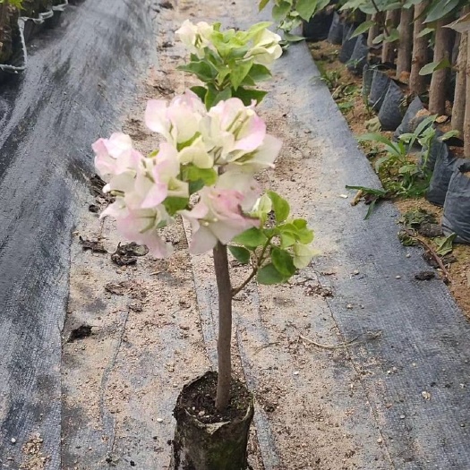 漳浦县 樱花三角梅丶大量三角梅供应