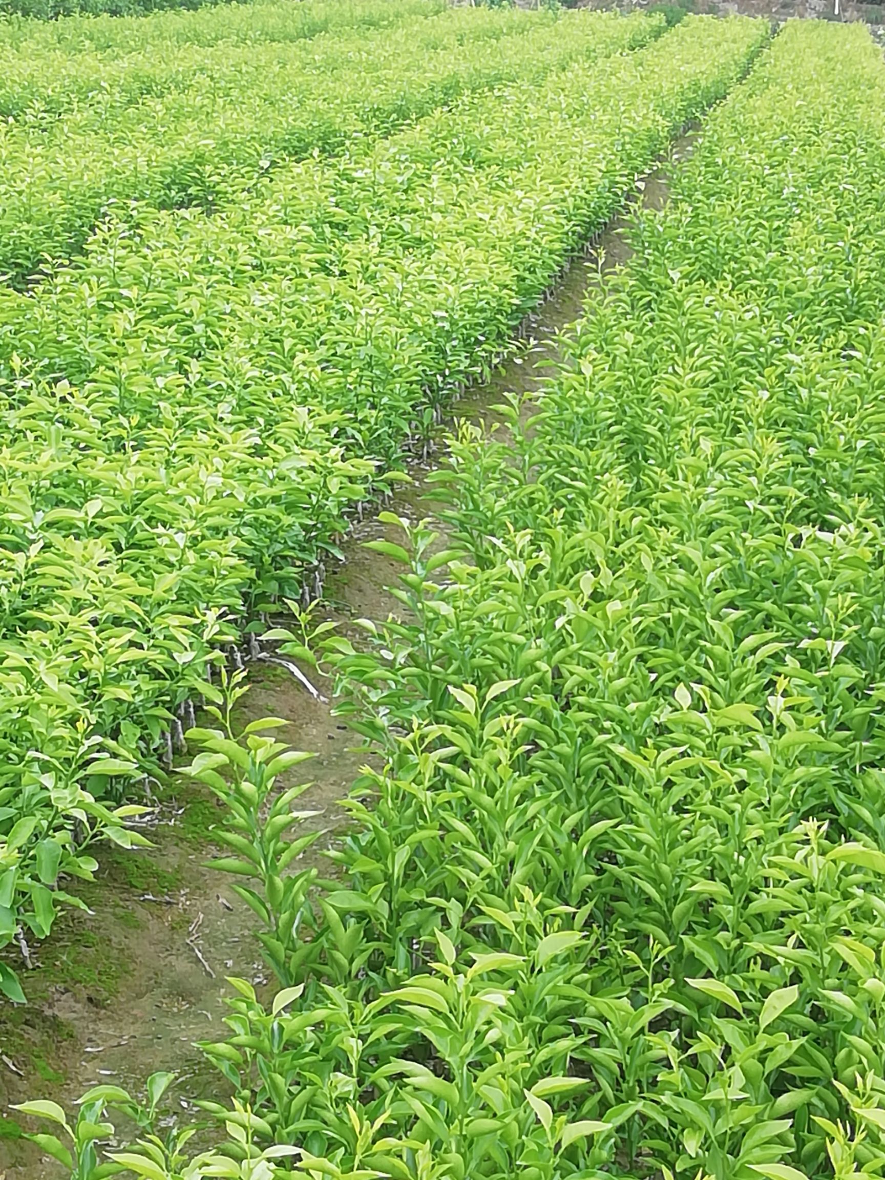 资阳091无核沃柑苗 嫁接苗 0.2米以下