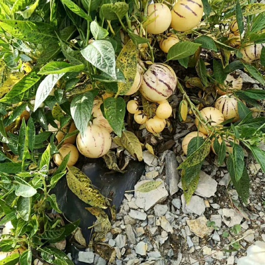 陆良县风化石地，沙石地人参果圆果，种植基地，供货稳定，产地代办。