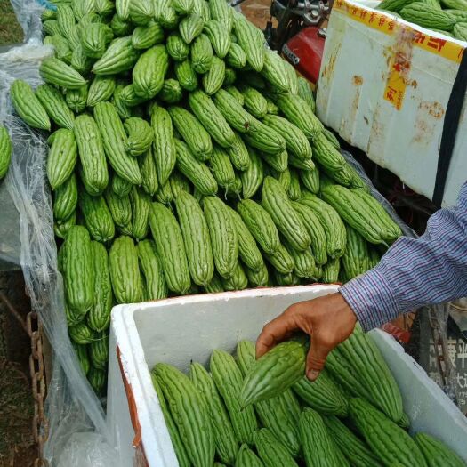 北海肉丝瓜 30~50cm