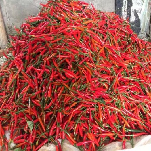梁山县 艳红鲜辣椒