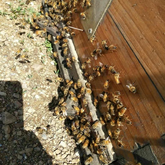 沈阳 蜂蜜，