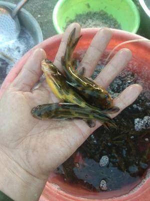 富顺县黄颡鱼苗