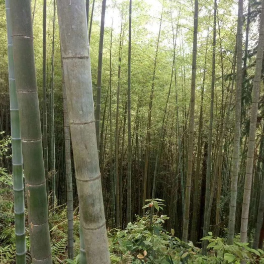 黎平县 大小竹子都有。需要的联系