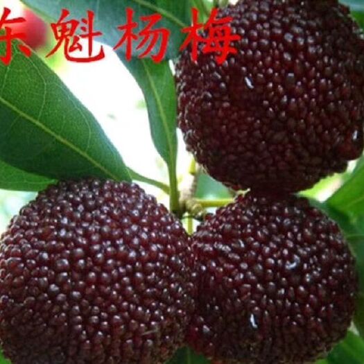 灵山县东魁杨梅树苗 果树苗 东魁杨梅苗