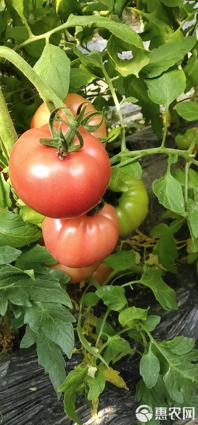 大量供应普罗旺斯西红柿，口感好，是电商，超市品种。