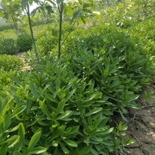 新乡县景天三七:别名救心菜、费菜、养心菜