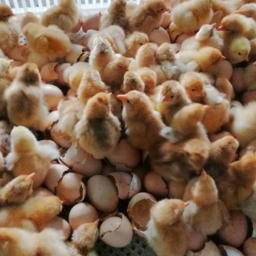 荆州绿壳鸡苗 黑羽高产绿壳苏禽