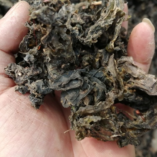 阆中市地皮菜，地软