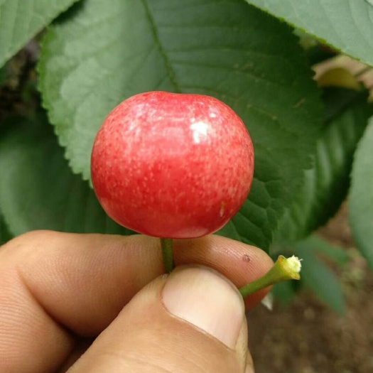 周至县 陕西大樱桃