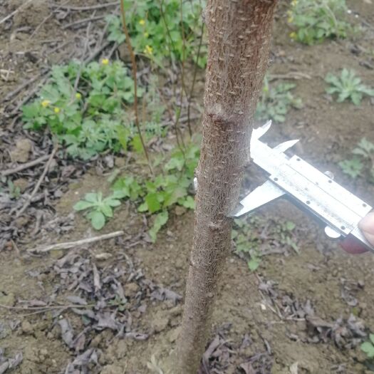 镇宁县蜂糖李树苗 蜂糖李2年苗。蜂糖李苗，蜂糖李原产地贵州安顺镇宁县六马蜂糖李