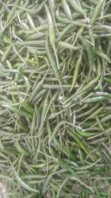 睢县 小米椒大量现货