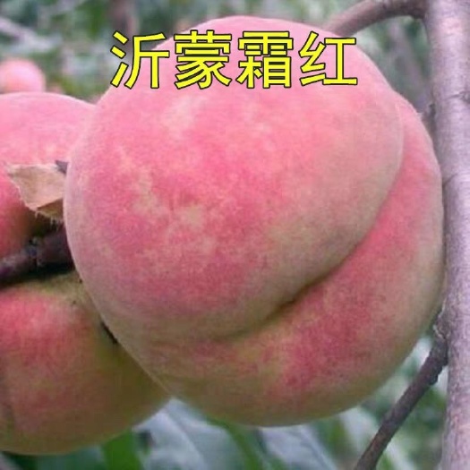 平邑县沂蒙霜红桃苗  自家桃子嫁接 保品种 保质量