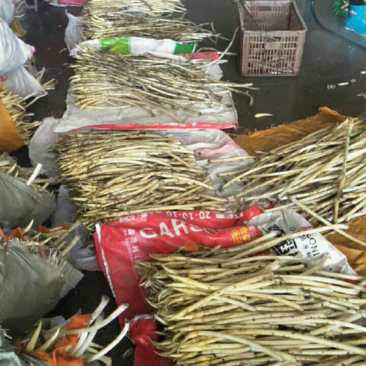 仙桃市白玉簪藕带 30~50cm