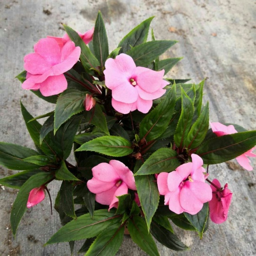 西安百花蛇舌草 湿
