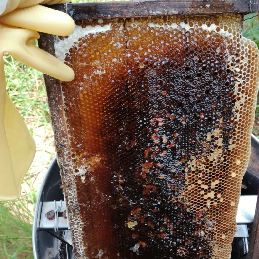 博罗县荔枝蜜 塑料瓶装 1年 95%以上