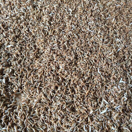郓城县黄粉虫 1.2公分的小虫