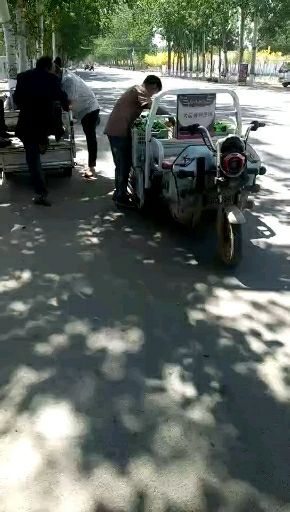 饶阳县 本产地大量葡萄上市