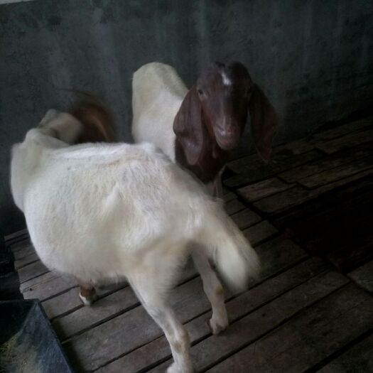 永新县 纯种波尔种母羊
