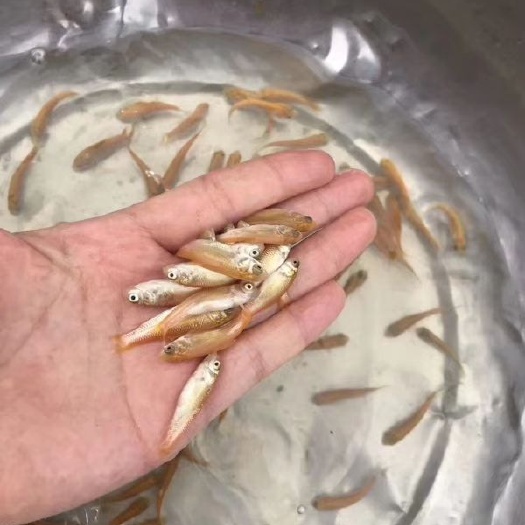 靖江市金草鱼苗 俄罗斯金草鱼