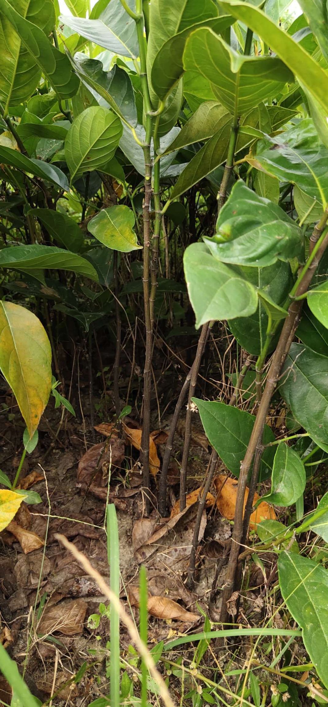 海南菠萝蜜苗  菠萝蜜直生苗