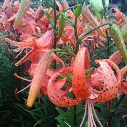 尤溪县蔬菜面  百合面；手工养生面条！