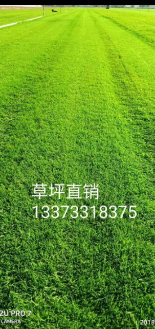 石家庄 草坪质量一级