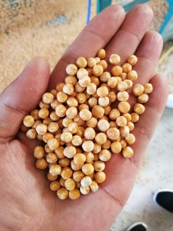 干白豌豆 脱皮豌豆瓣，透明袋包装