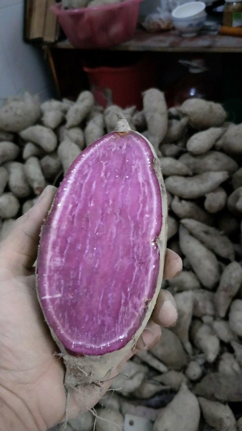  一年四季供应紫薯
