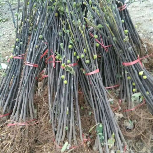 平邑县青皮无花果树苗 我公司有大量无花果苗出售，品种有布兰瑞克，波姬红等