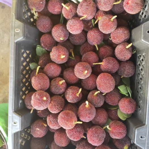 瑞安市 黑炭杨梅大量上来