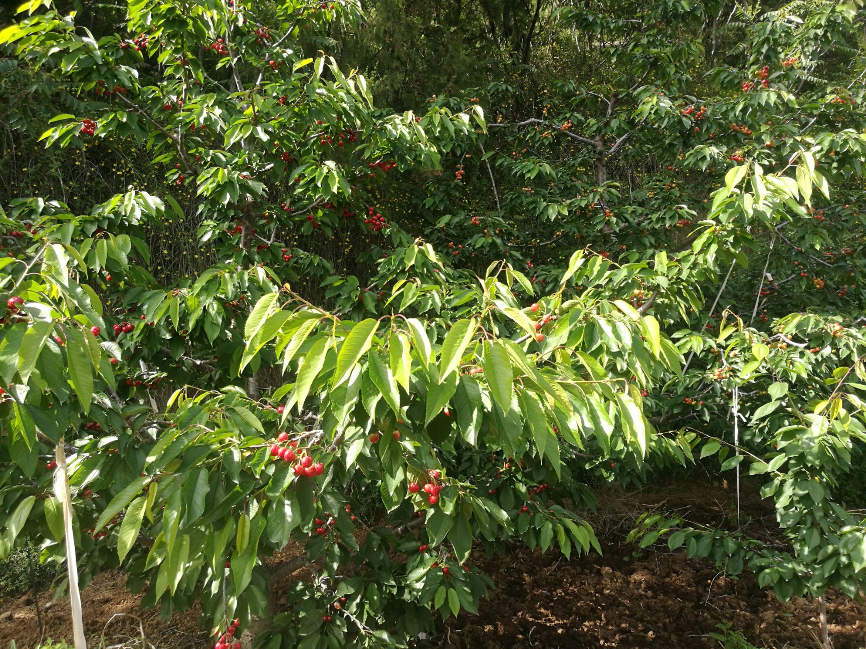 紅燈櫻桃 紅燈，早大果，大量上市