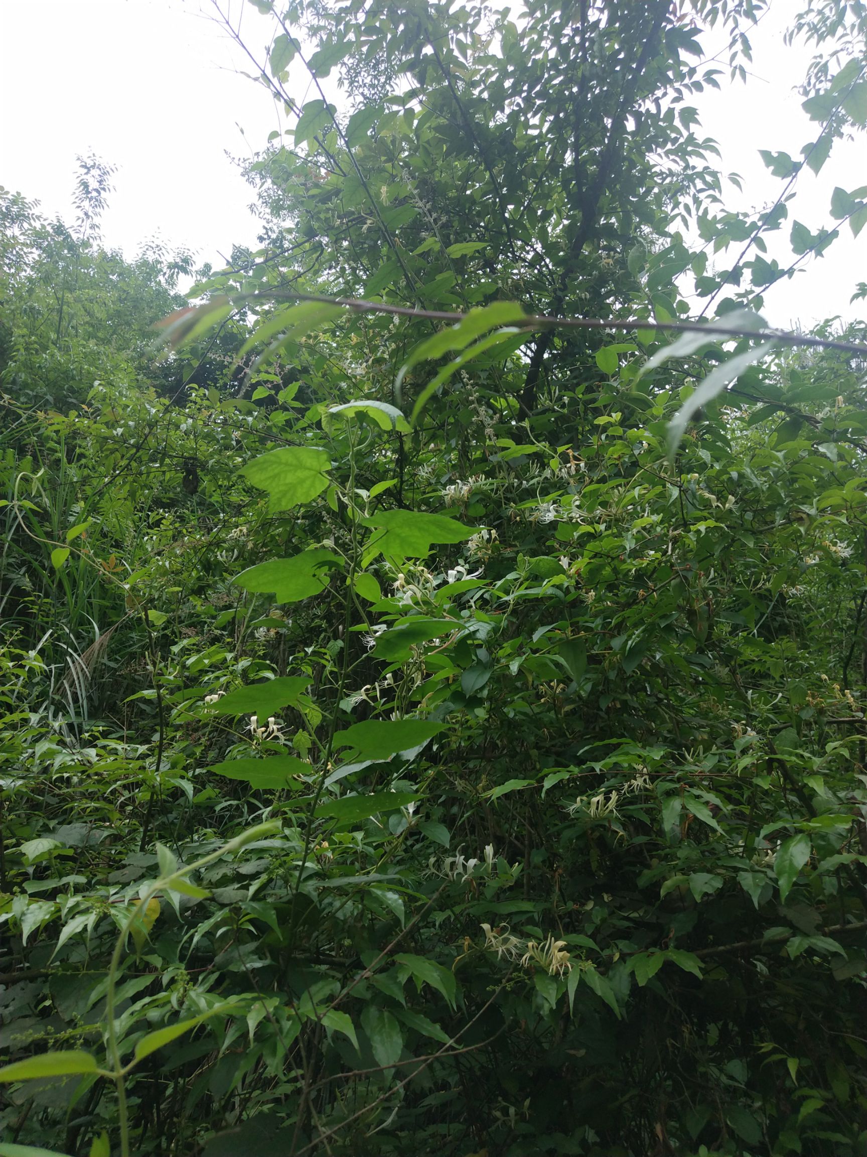 余庆小叶苦丁样品采购通道 贵州特产余庆发酵小叶苦丁茶200克