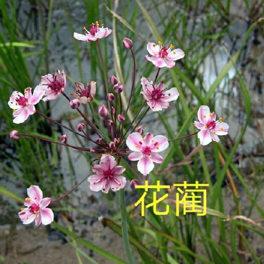 安新县花蔺