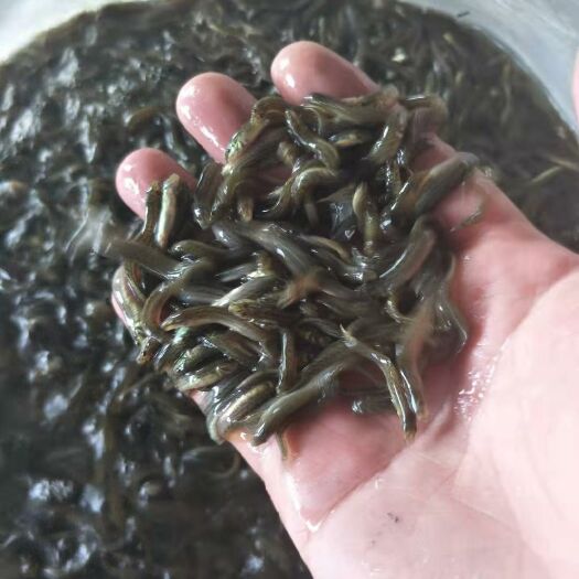 眉山泥鳅苗 泥鳅规格
