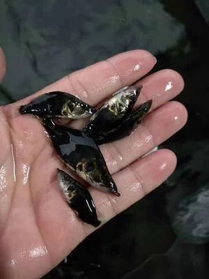 富顺县桂鱼苗