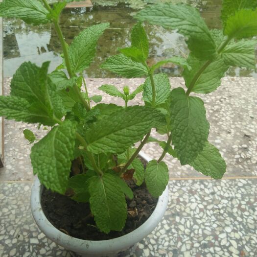枣庄 农家自种薄荷