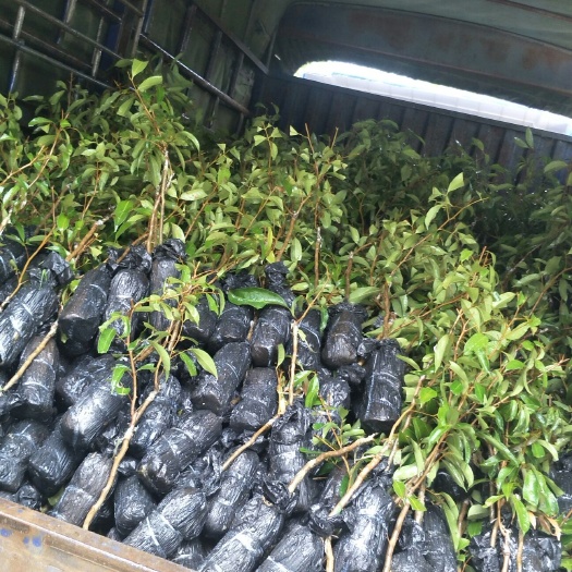 灵山县 无核荔枝苗
