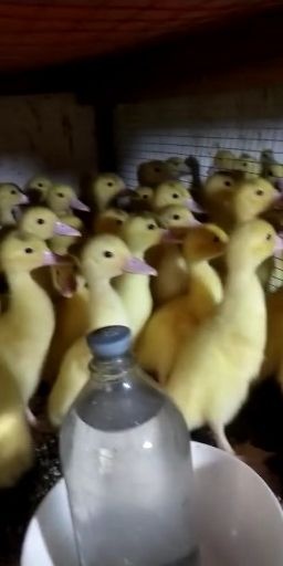 昆明番鸭苗  脱温大种白火鸭黑火鸭