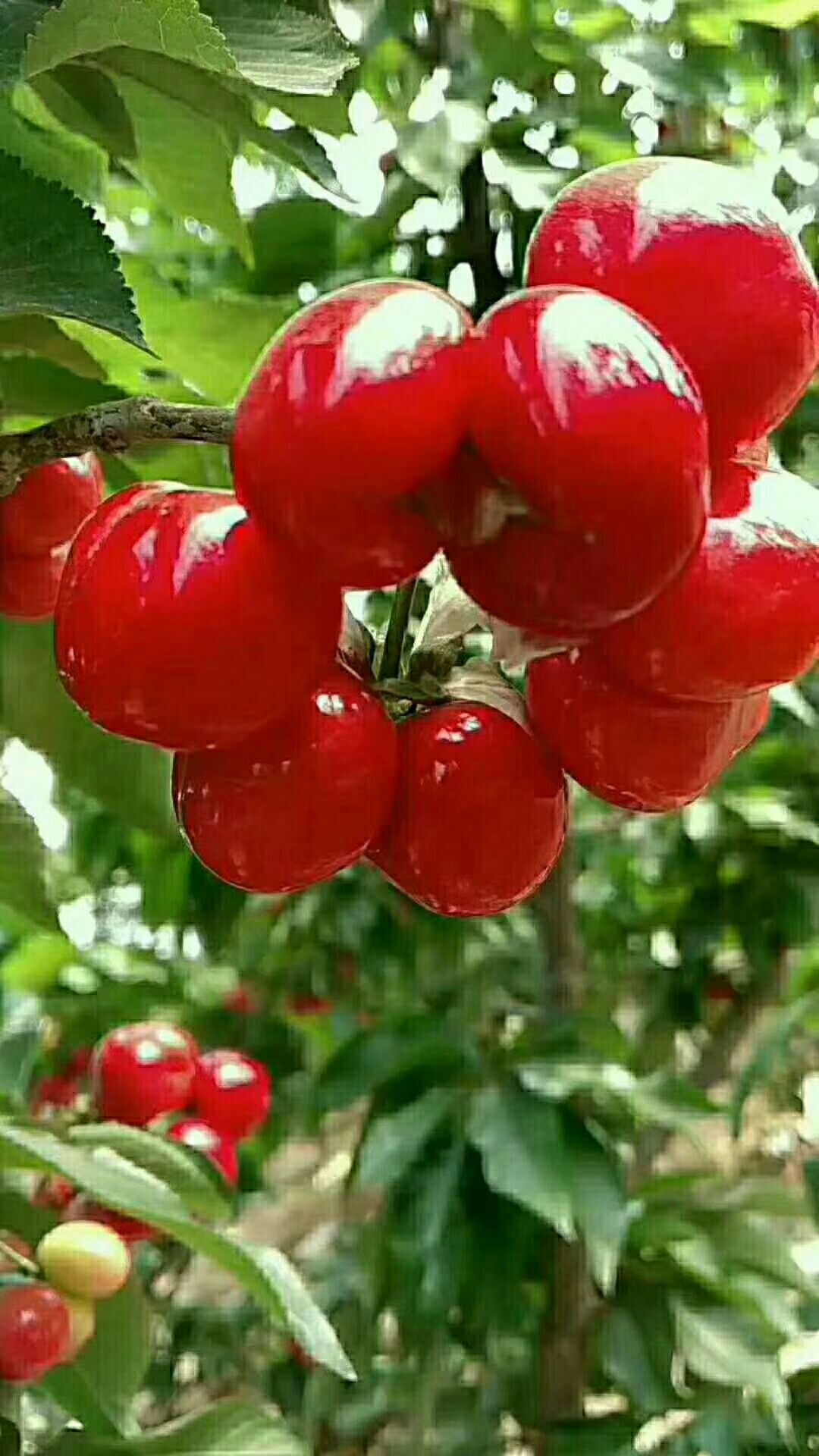  山区丘陵大樱桃