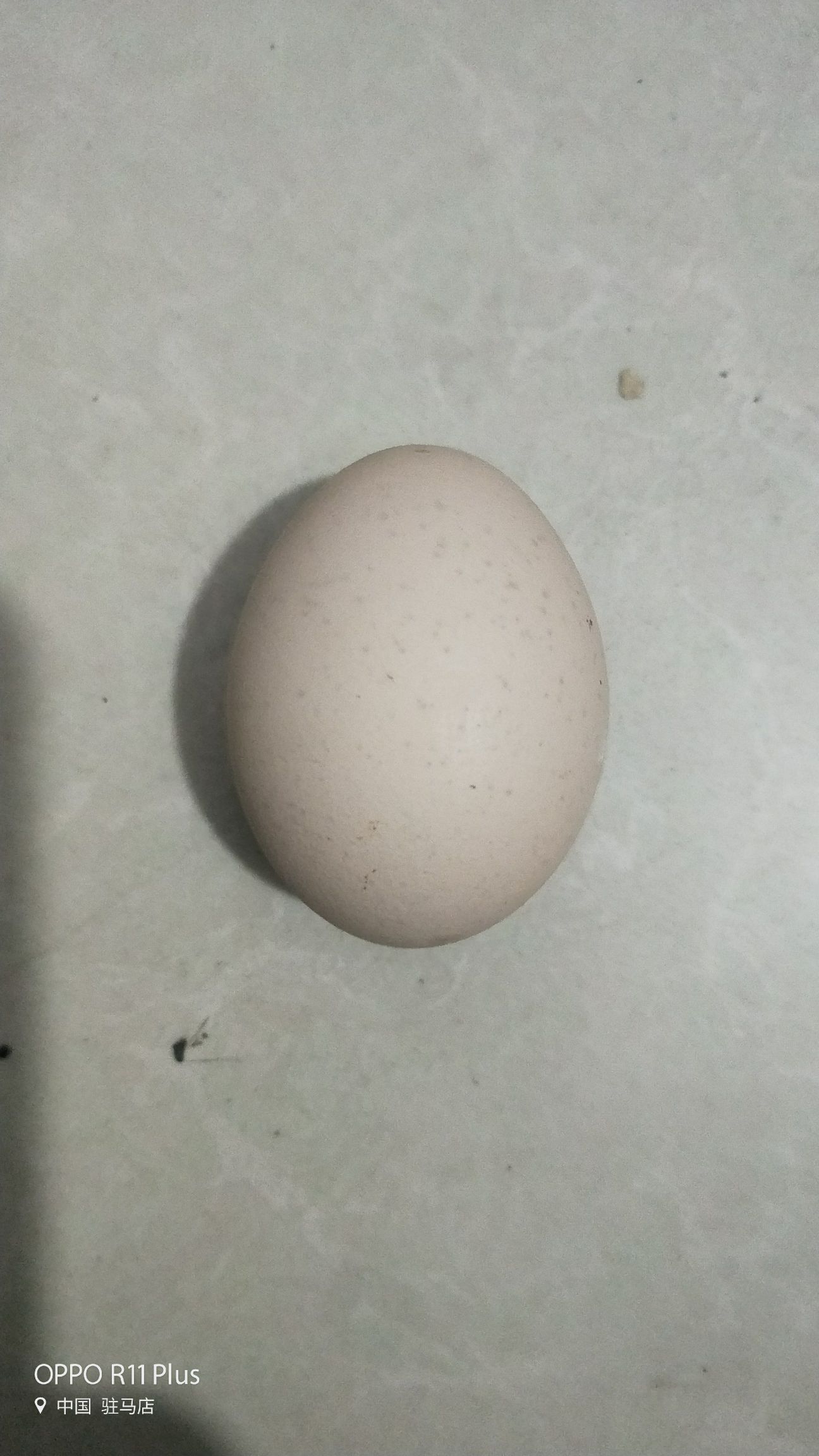  不是家鸡蛋假一赔百