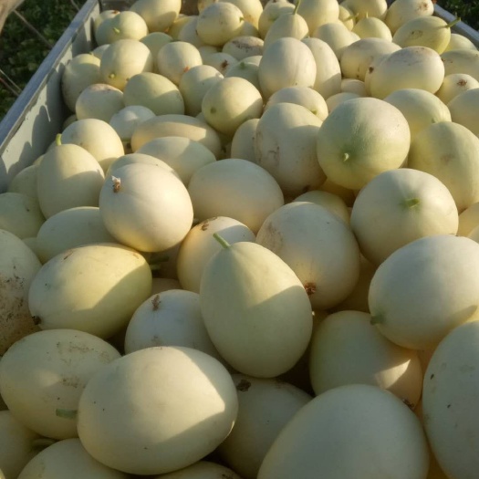 大荔县甜宝 货量充足，价格合理
