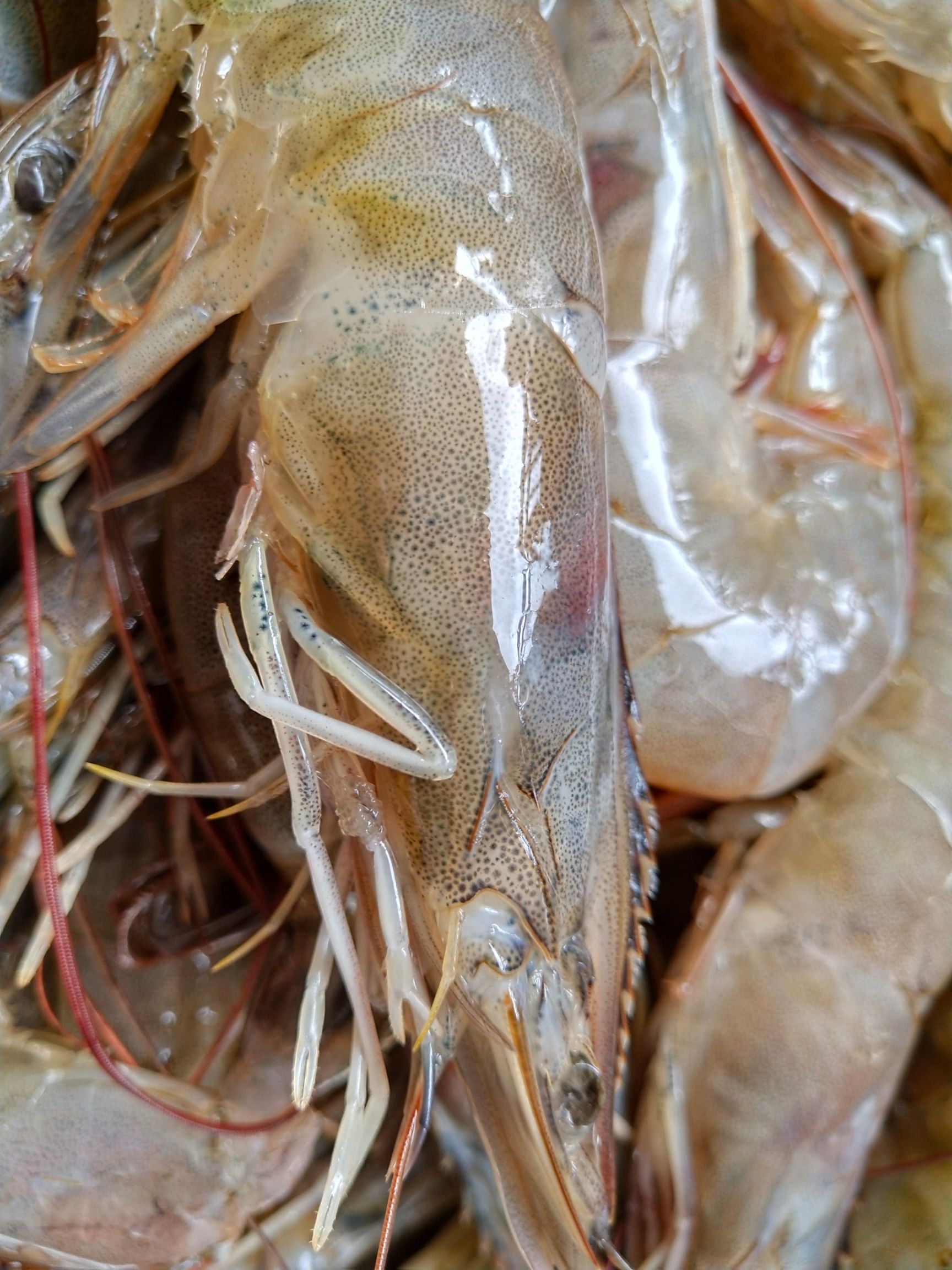 近缘新对虾 海边围虾