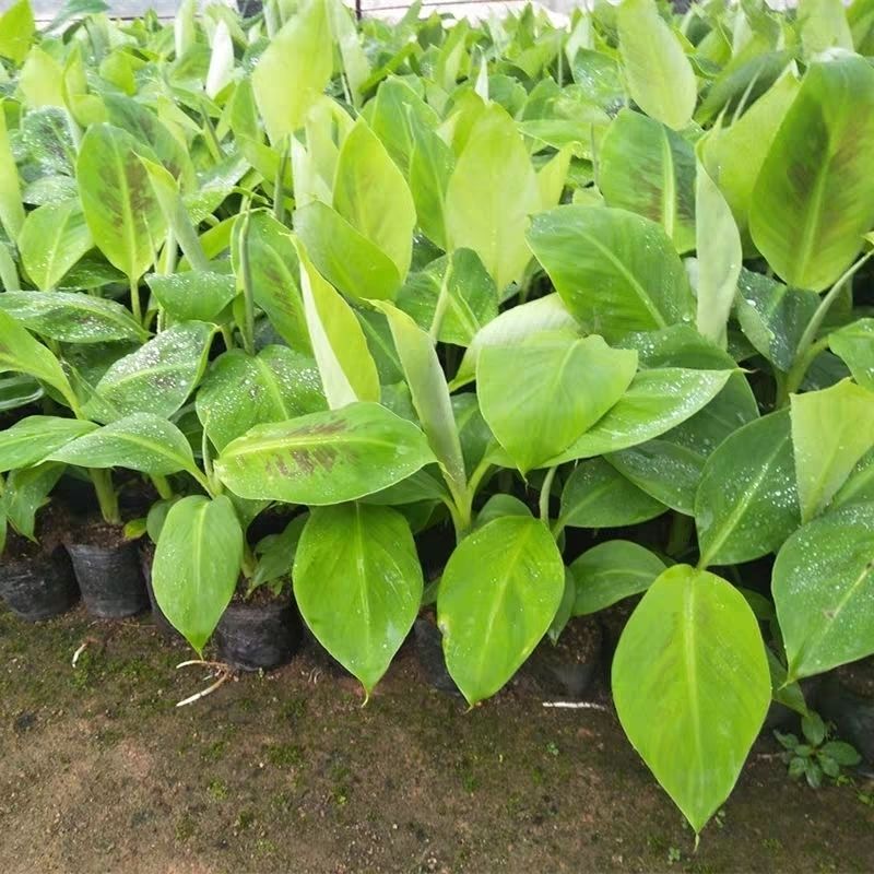  包邮香蕉树苗矮化蕉苗粉蕉苗皇帝蕉苗广西香蕉苗巴西蕉苗红香蕉